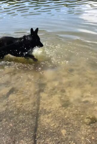 Pastore tedesco va al lago per la prima volta (VIDEO)