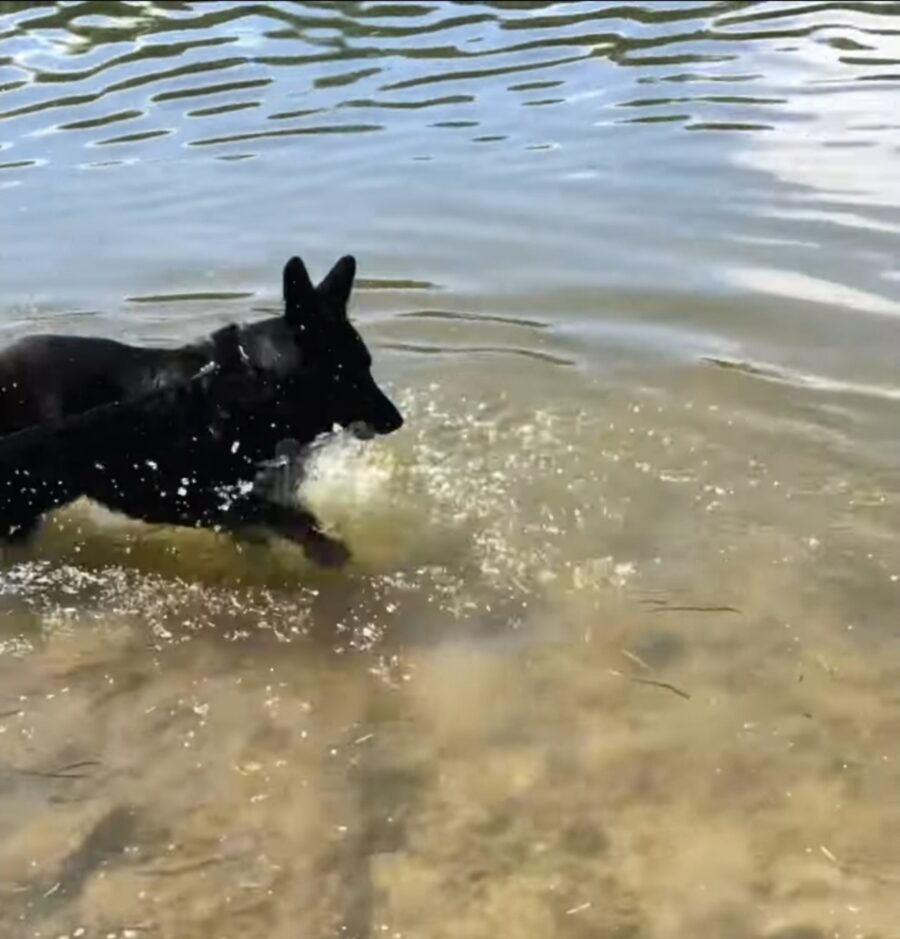 pastore tedesco al lago