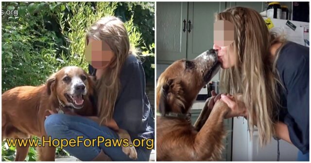 Pax, il cane che viveva per strada in pessime condizioni
