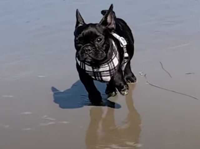 Pearl, la cagnolina che era su un camion diretto ad un macello di carne