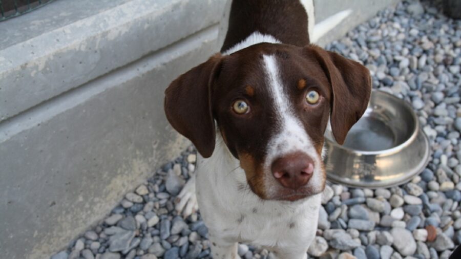 Pippo dal naso marrone