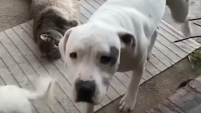 Il Pit Bull Big Head incontra una donna che gli regala una numerosa famiglia (VIDEO)