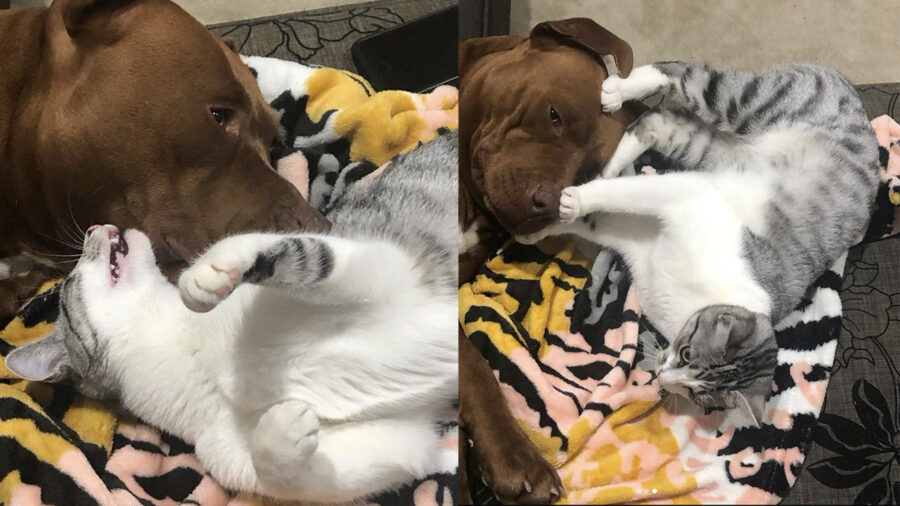 cane Pit Bull e gatto tigrato amici per la pelle