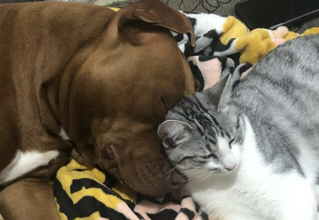 Pit Bull e gatto tigrato amici per la pelle dormono