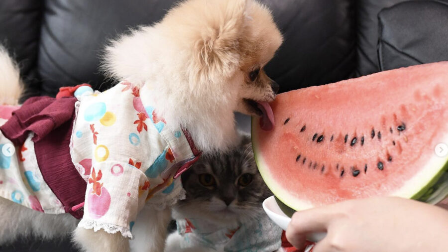 cane volpino di Pomerania e gatto mangiano un’anguria