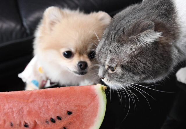Pomerania e gatto mangiano un’anguria insieme