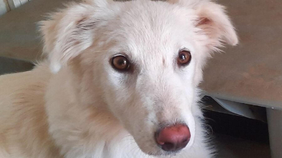 Pure dal pelo bianco