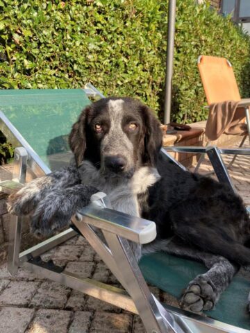 Rocco, il cane che ha una malformazione alle zampe ha bisogno di aiuto