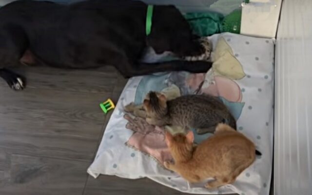 Safin, la cagnolona che ha adottato due gattini abbandonati
