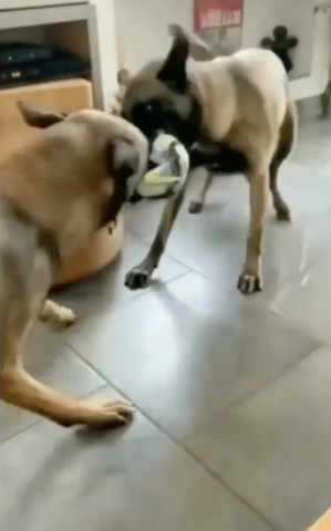 Due cagnoloni che non vogliono assolutamente condividere il pallone (VIDEO)