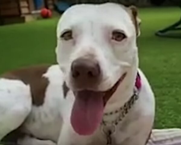 Senna, la cagnolona che si nascondeva dagli umani perché aveva paura