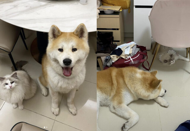 Shiba Inu che ha un gatto come amico inseparabile