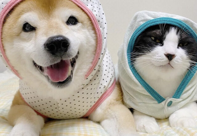 Shiba Inu e gatto con pigiama uguale, sembrano due gemellini