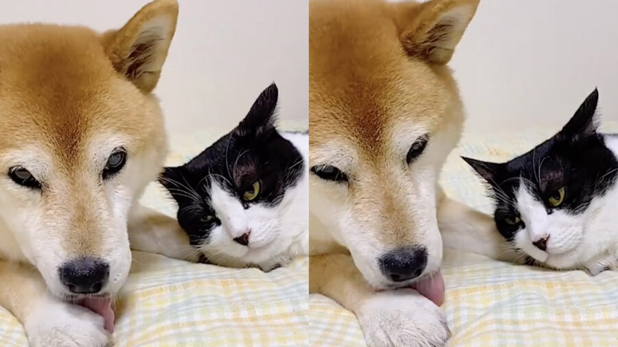 Shiba Inu tenuto in ostaggio da gatto amico