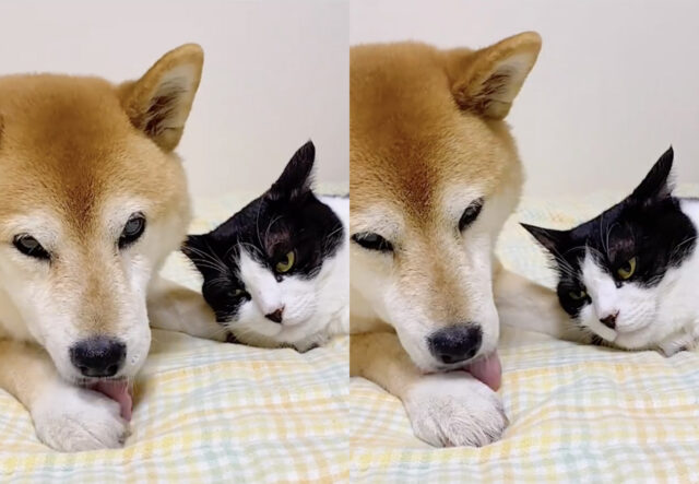 Shiba Inu tenuto in ostaggio da gatto bicolore