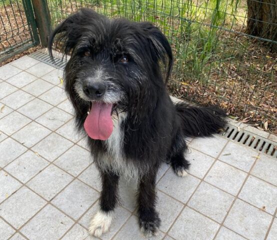 Spenk: Border Collie di 3 anni e mezzo attende la sua adozione