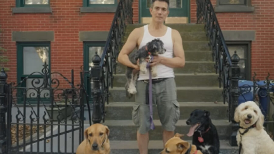 Uomo a New York porta i cani a passeggio