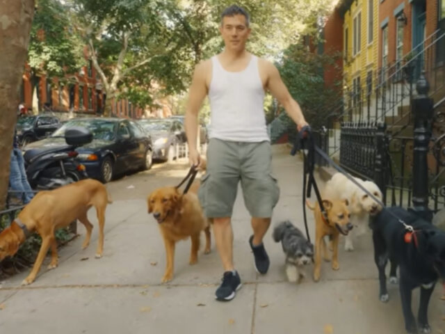 Uomo porta i cani a passeggio a New York