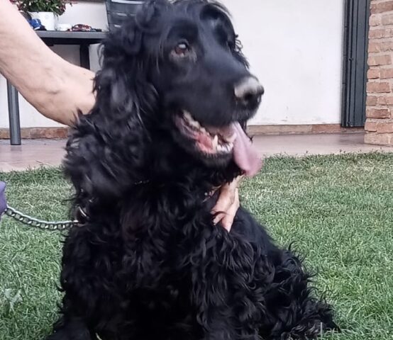 Viola: Cocker Spaniel Inglese cerca un’adozione per il suo futuro