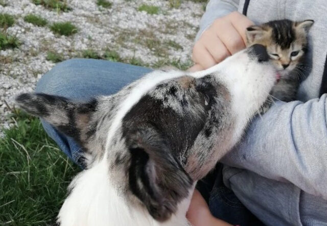 Nana, la Welsh Corgi Cardigan che fa amicizia con un gattino