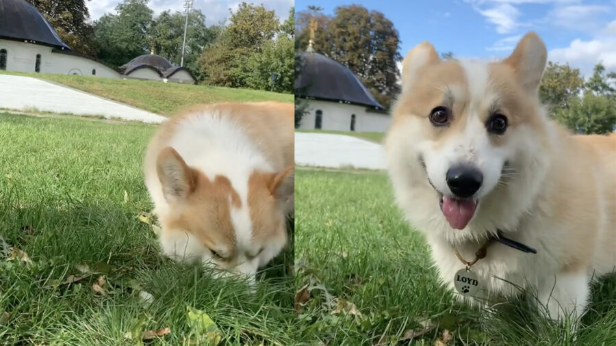 cane Welsh Corgi Pembroke annusa tutto nell'erba