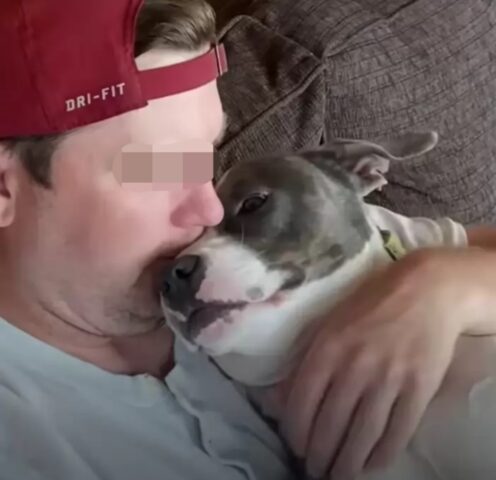 Willow, la Pitbull trovata abbandonata con il bacino tutto rotto
