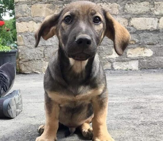 Yoghi, piccolo e dolce Bassotto ha bisogno di una nuova famiglia