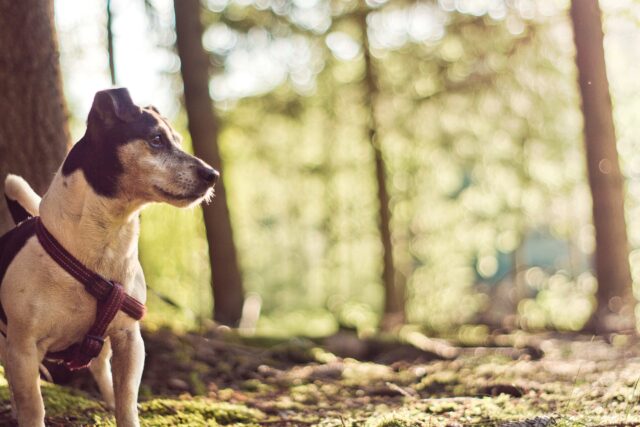 5 accessori per le passeggiate con Jack Russell, stimolanti e sicure