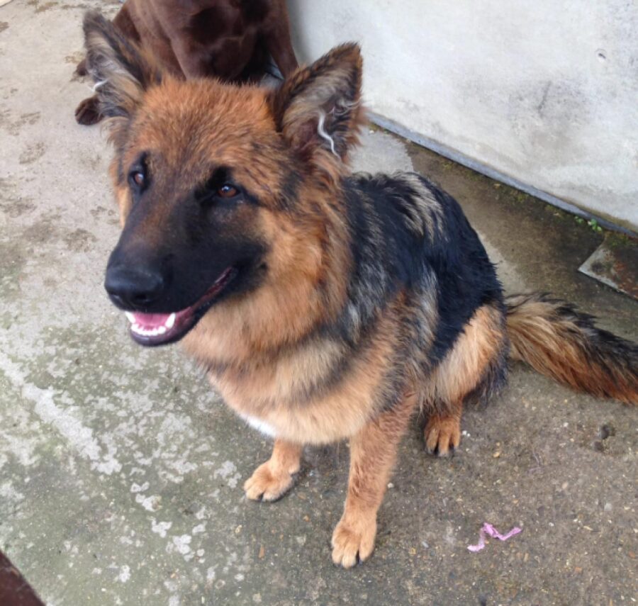 cagnolina pastore tedesco seduta