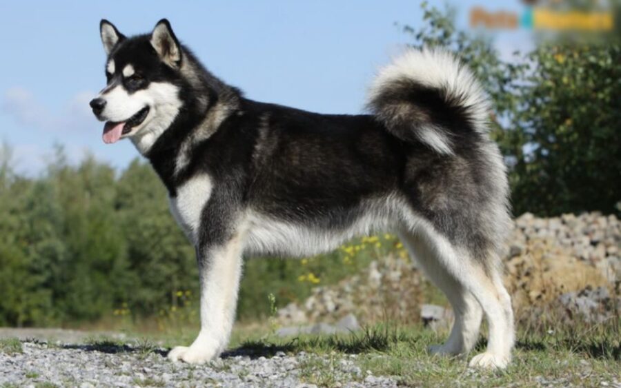 alaskan malamute colori