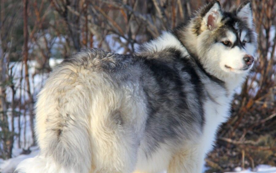 alaskan malamute grigio