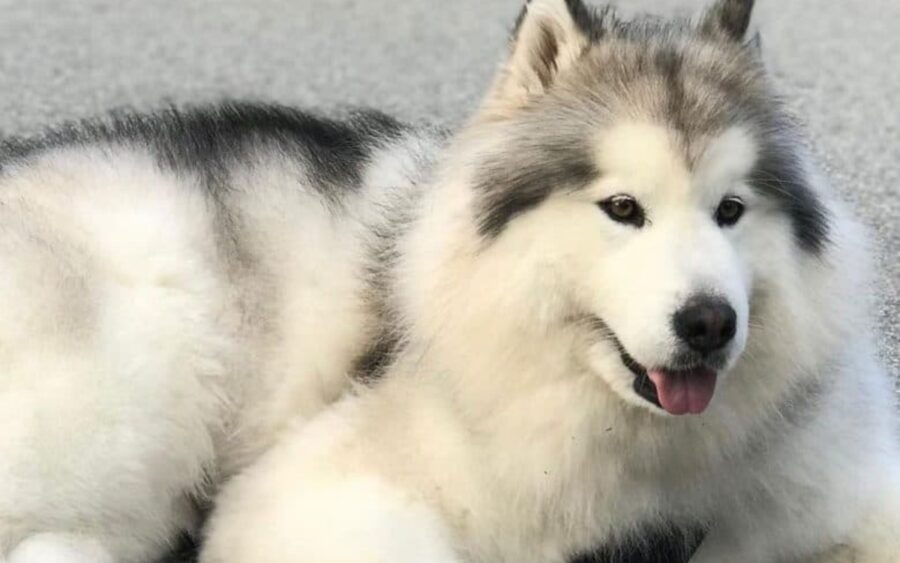 alaskan malamute colori