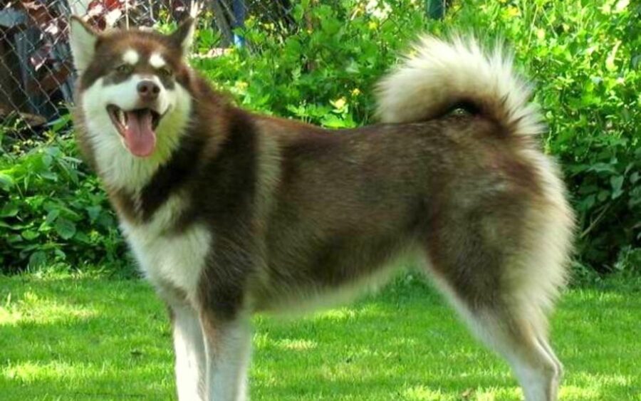 alaskan malamute rosso