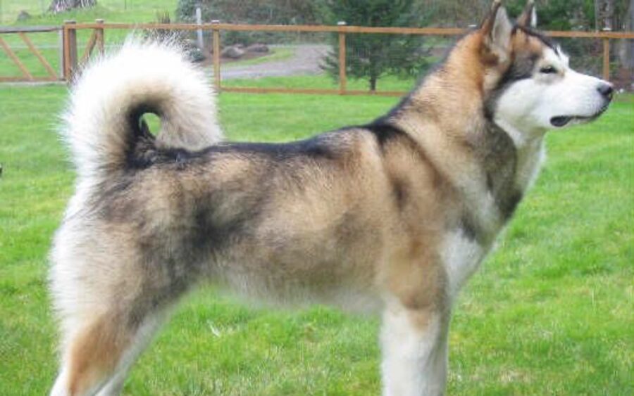 alaskan malamute colori