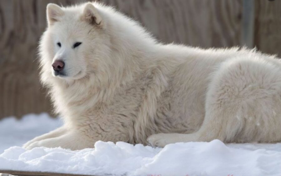 alaskan malamute bianco