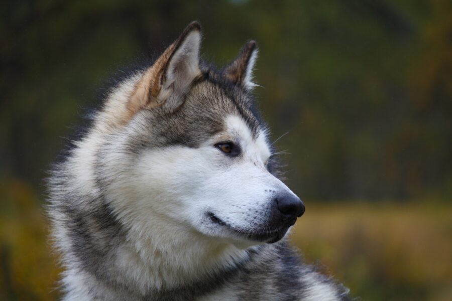 Alaskan Malamute, colori e standard: tutto ciò che c’è da sapere