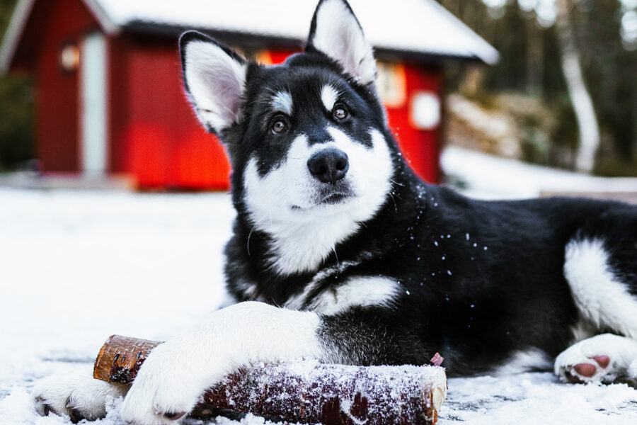 cane alaskan malamute gigante