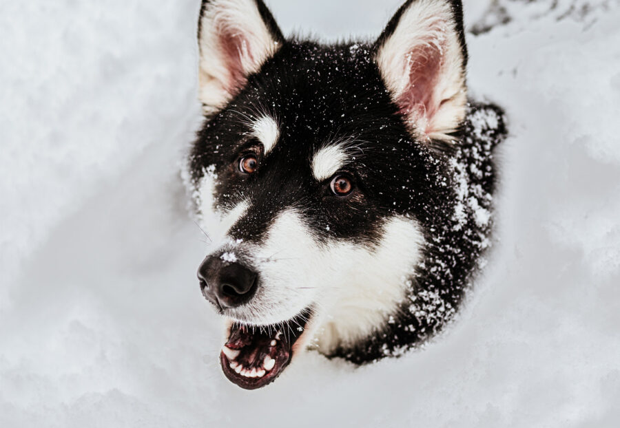 Alaskan Malamute gigante: caratteristiche e come gestirlo