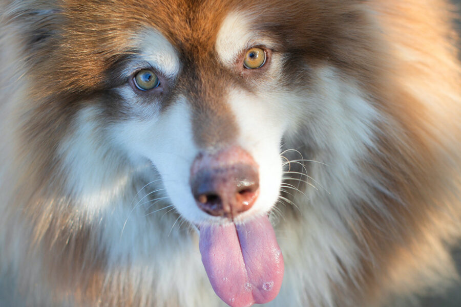 alaskan malamute gigante bianco e rosso