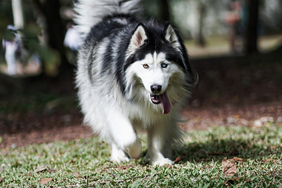 alaskan malamute gigante che passeggia 