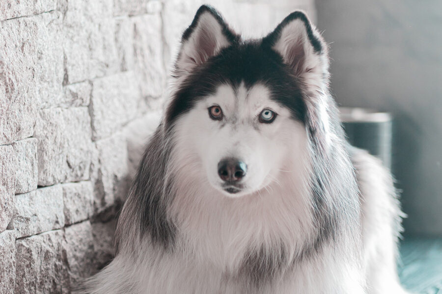 alaskan malamute gigante con occhi diversi