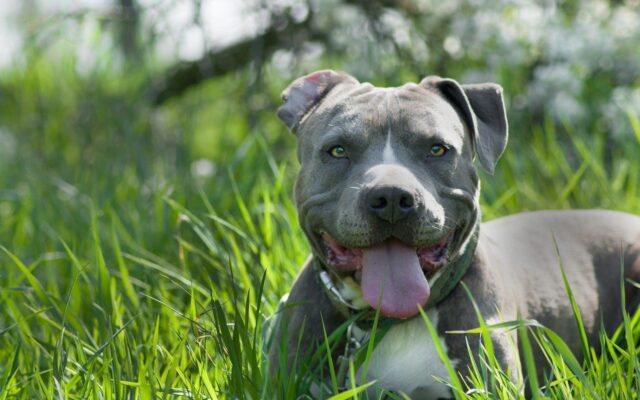 Amstaff Grigio: caratteristiche del colore, variante e consigli