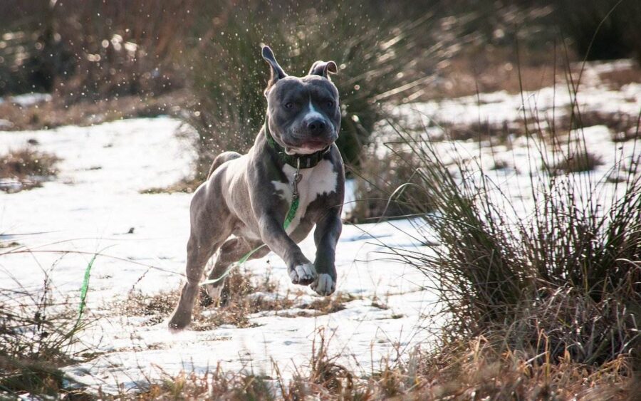 amstaff grigio coraggioso