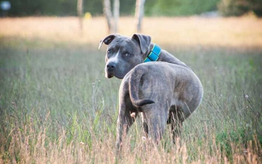 amstaff grigio con collare