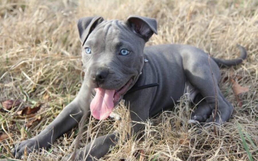 cucciolo di amstaff