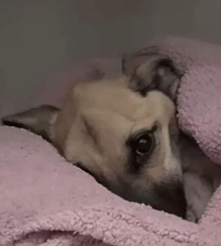 Angel, la cagnolina malata ora ha una nuova vita: è felice (VIDEO)