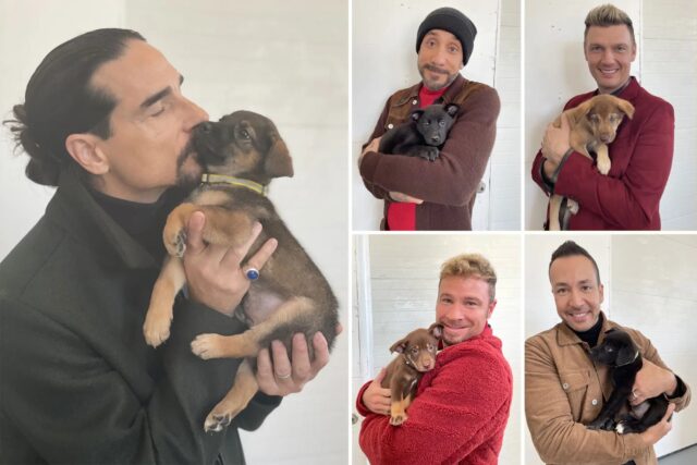 Backstreet Boys chiedono di adottare i cuccioli
