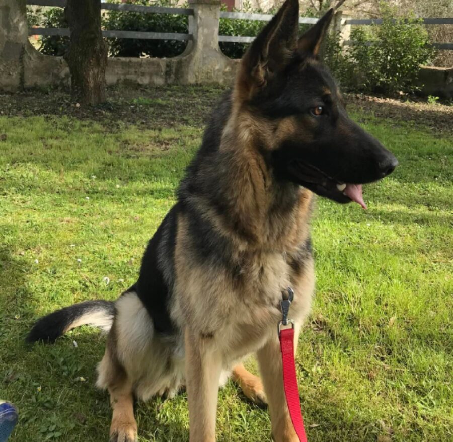 cagnolina collare e guinzaglio rosso