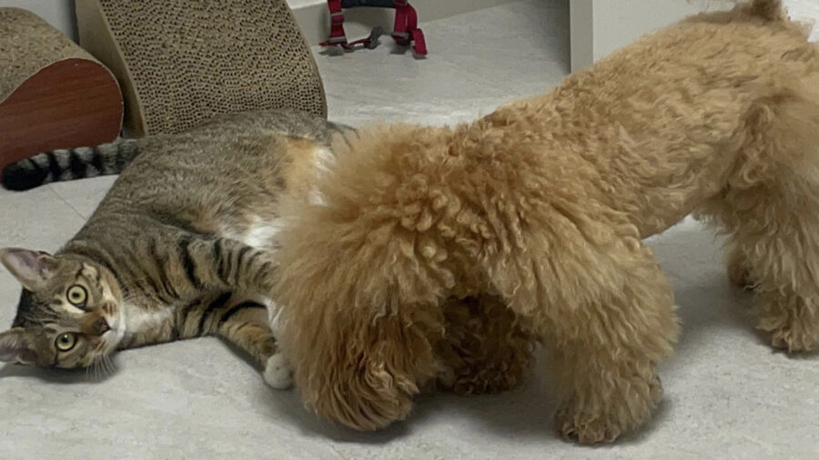  Barboncino e gatto giocano insieme sul pavimento