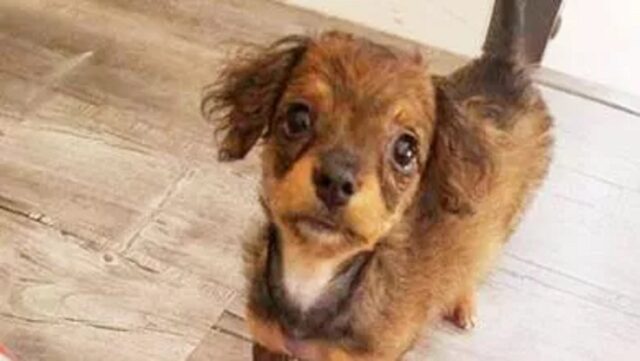 Cane da sopprimere perché non cammina bene: veterinaria lo salva e lo adotta